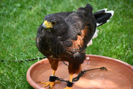 A Harris Hawk Bird Animal