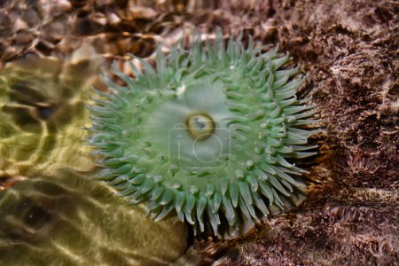 A Green Sea Anemone in Water