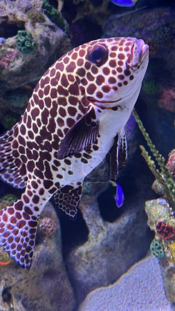 Photo for Harlequin Sweetlips Fish in Water - Royalty Free Image