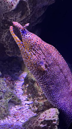 A Jewel Moray Fish in Water