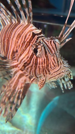A Lionfish in an Aquarium