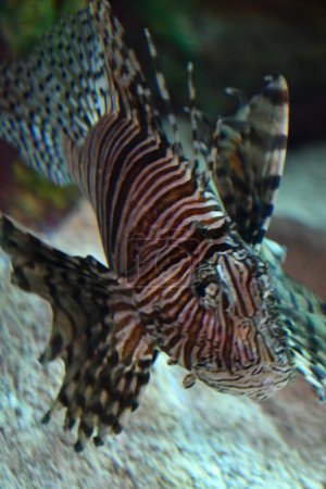 A Lionfish in an Aquarium