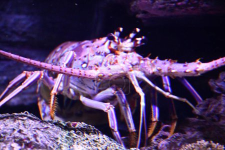 A Lobster in an Aquarium