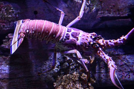 Un homard dans un aquarium