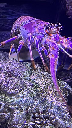 Ein Hummer im Aquarium