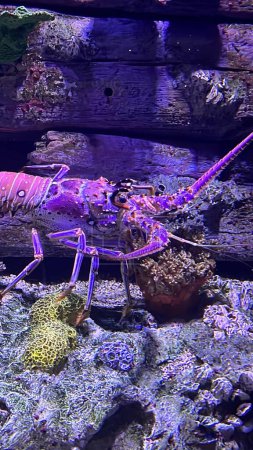 A Lobster in an Aquarium