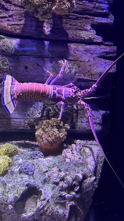 Un homard dans un aquarium