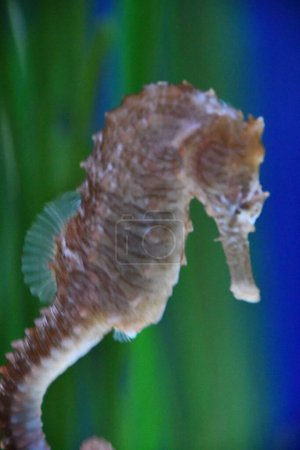 A Seahorse in Water