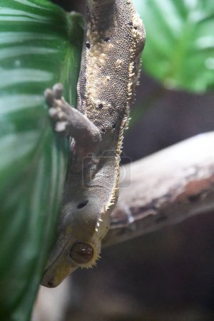 Un petit animal Gecko à crête