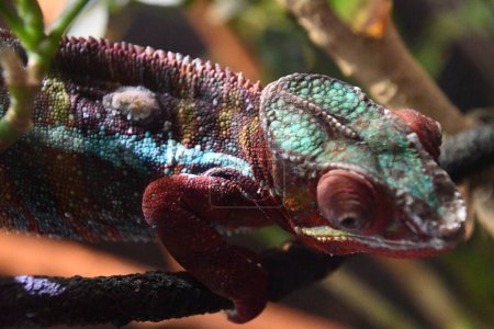 A Colorful Little Panther Chameleon