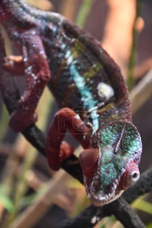Foto de Un colorido camaleón pantera - Imagen libre de derechos