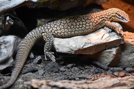 A Spiny Tailed Monitor Lizard