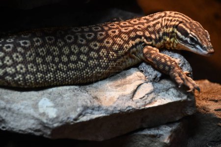 A Spiny Tailed Monitor Lizard
