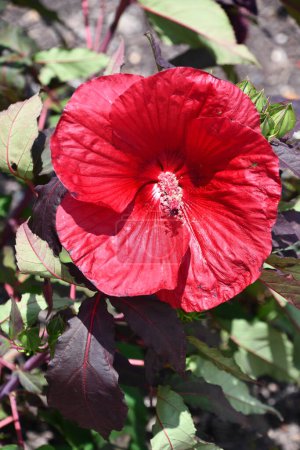 Une fleur d'hibiscus rouge
