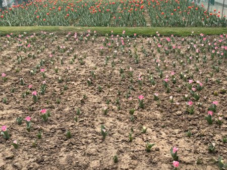 Belles tulipes colorées au printemps
