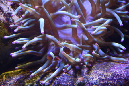 Photo for Bubbletip Anemone in an Aquarium - Royalty Free Image
