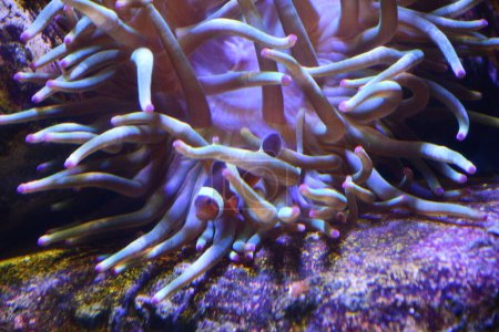 Bubbletip Anemone im Aquarium