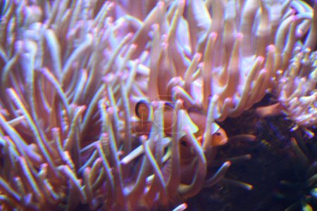 Bubbletip Anemone im Aquarium