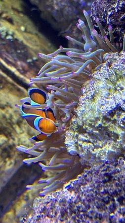 Clownfish in an Aquarium