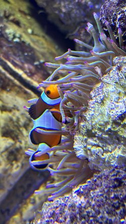 poisson-clown dans un aquarium