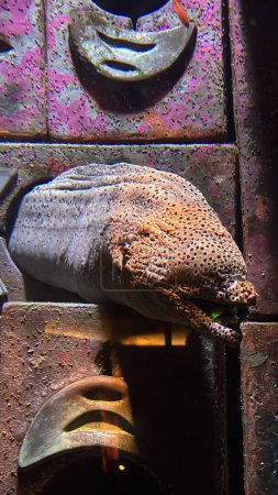Ein Muränen-Aal im Aquarium