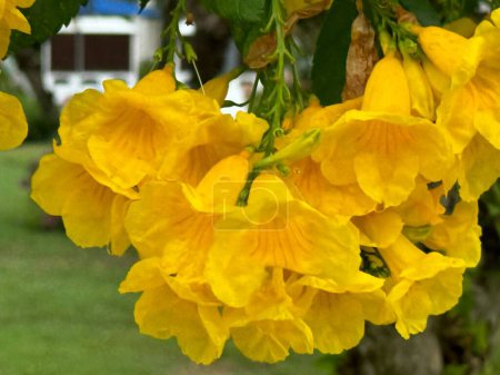 Beautiful Yellow Trumpet Flowers