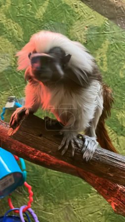 Un Coton Tamarin dans un Zoo