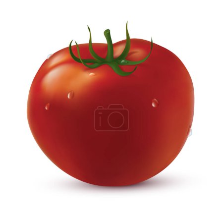 Große Tomate mit Wassertropfen auf weißem Hintergrund. Vektor-Illustration erstellt mit Gradientennetzen