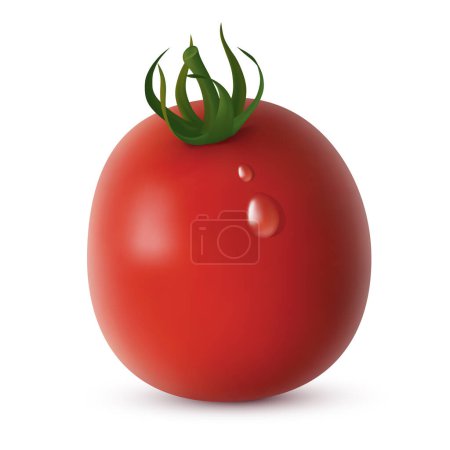 Kleine rote Tomate mit Wassertropfen auf weißem Hintergrund. Vektor-Illustration erstellt mit Gradientennetzen