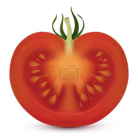 Tomate senkrecht geschnitten isoliert auf weißem Hintergrund. Vektor-Illustration erstellt mit Gradientennetzen