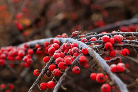 Foto de Winterberry, ilex verticillata, frutas maduras. Hermosa foto de cerca de invierno cubierto de nieve, enmarcado creativamente, enfoque selectivo - Imagen libre de derechos