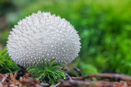 Foto de Hermosa foto macro de cerca de un hongo, Lycoperdon perlatum, popularmente conocido como el puffball común - Imagen libre de derechos