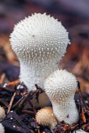 Photo for Beautiful close-up macro photo from a fungus, Lycoperdon perlatum, popularly known as the common puffball - Royalty Free Image