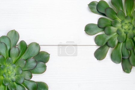 Green aeonium plants on a white wooden background, from above view