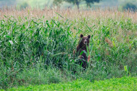 The brown bear peeking out from among the cornstalks