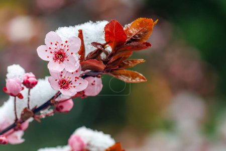 Close up of crab apple tree flowers blooming in snow covering. First spring flowers