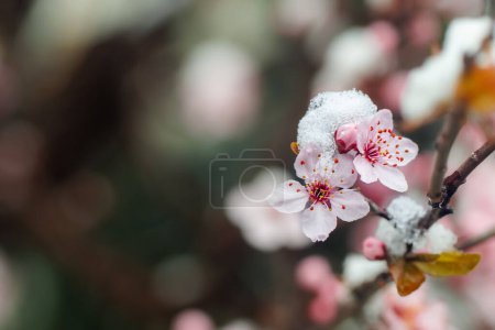 Close up of crab apple tree flowers blooming in snow covering. First spring flowers