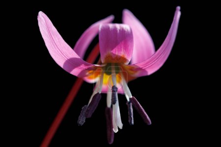 Foto de Perros diente violeta, flor de primavera temprana, nombre botánico Erythronium dens canis aislado sobre fondo negro - Imagen libre de derechos