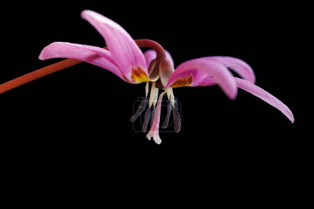 Téléchargez les photos : Chiens dent violette, début du printemps fleur, nom botanique Erythronium dens canis isolé sur fond noir - en image libre de droit