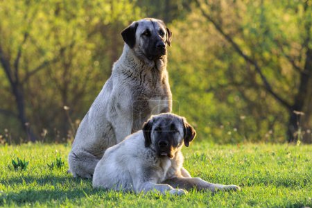 Kangal dogs in the morning sunshine in the meadow, focus on the larger dog in the back.