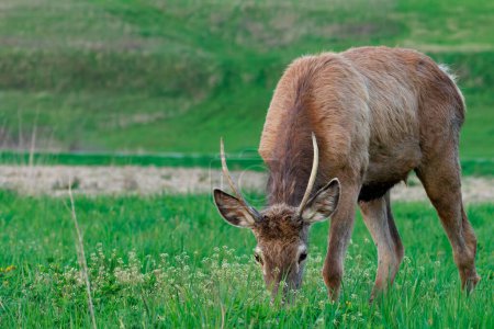 Grazing red deer stag in fresh spring meadow