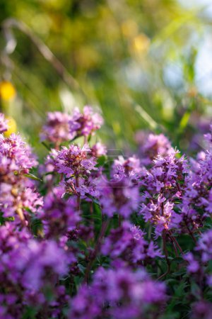 Photo for Thymus serpyllum, thyme, wild thyme.Photographed with selective focus - Royalty Free Image