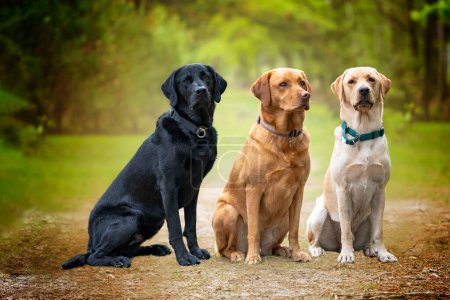Drei Labradore, schwarz, gelb und fuchsrot, posieren im Wald und zwei von ihnen blicken in die Kamera.  