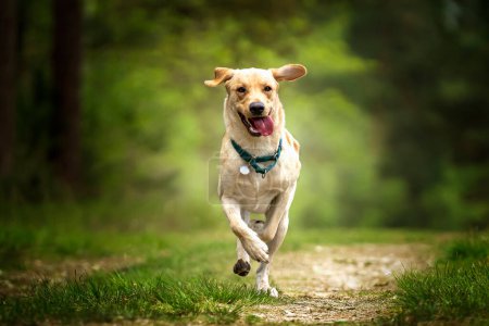 Foto de Labrador Amarillo corriendo en un bosque con una cara y lengua muy feliz colgando - Imagen libre de derechos
