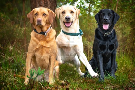 Foto de Tres labradores, negro, amarillo, y rojo zorro, todos posando en el bosque y hving diversión. - Imagen libre de derechos
