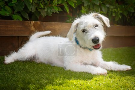 Photo for Six month old White Jackapoo puppy - a cross between a Jack Russell and a Poodle.  Close up shot of him laying down on the grass with his head raised and a head tilt - very happy dog - Royalty Free Image