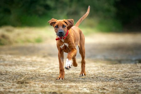 Photo for Six month old Rhodesian Ridegback puppy walking towards the camera with one white paw and tail up too, fawn in colour. - Royalty Free Image