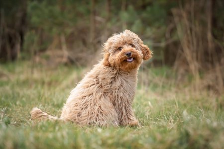 Perro cachorro Cavapoo de seis meses sentado en el bosque con el viento soplando su piel y muy lindo y mimado y sonriente también