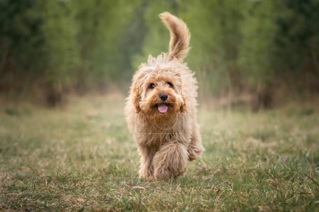 Six month old Cavapoo puppy dog walking towards the camera