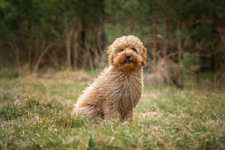 Six month old Cavapoo puppy dog sitting in the forest with the wind blowing her fur and very cute and cuddly